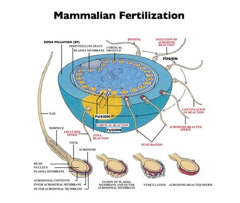 Mechanisms Of Mammalian Fertilization