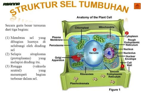 Sel Tumbuhan Struktur Fungsi Dan Bentuk Lengkapnya