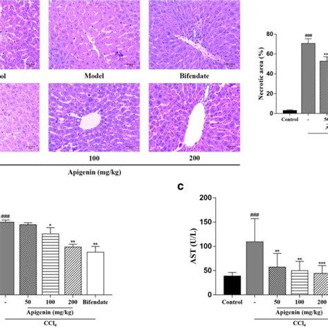 Apigenin Attenuated Liver Injury Induced By Ccl In Vivo Mice Were