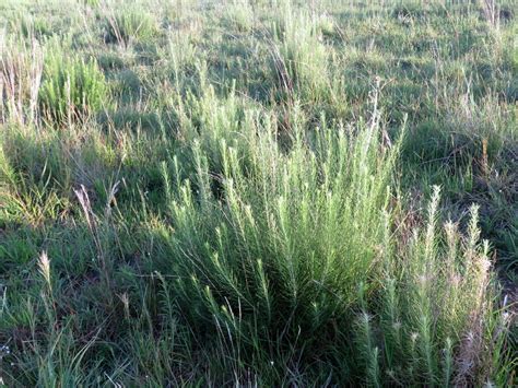 Baccharis Coridifolia From Alvear Corrientes Argentina On December 6