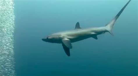 Thresher Shark Attack