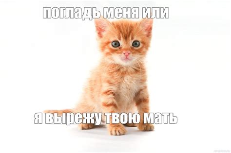 Создать мем "котенок белый фон, рыжий котик, оранжевый котенок ...