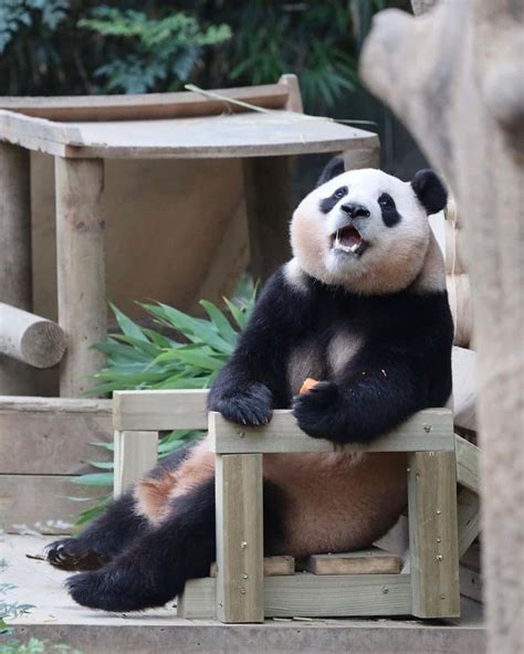 「panda パンダ」おしゃれまとめの人気アイデア｜pinterest｜𝓛𝓲𝓵𝔂 可愛すぎる動物 パンダ 写真 ジャイアントパンダ