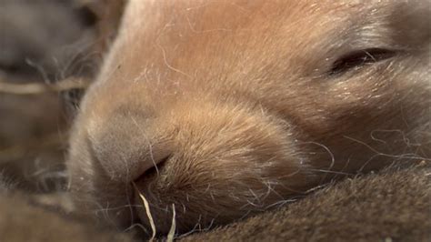 Bbc Two The Burrowers Learning Zone How Do Rabbit Babies Live