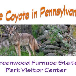 The Coyote In Pennsylvania Dcnr Calendar Of Events