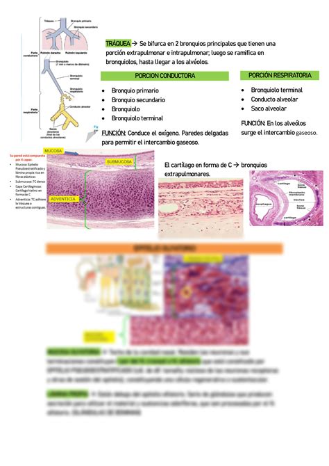 SOLUTION Sem 1 Histolog A Del Sistema Respiratorio Studypool