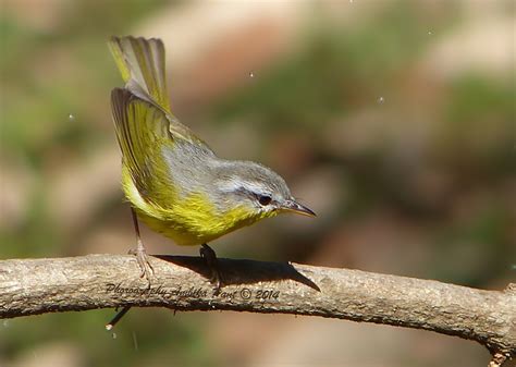 Grey Headed Warbler Myiothlypis Griseiceps Photo Call And Song