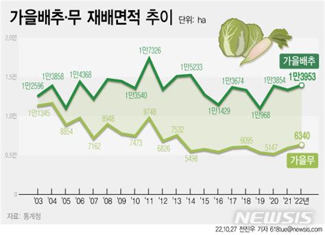 그래픽 가을배추 재배면적 8년 만에 최대김장철 가격 하향 안정 기대 네이트 뉴스