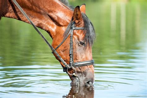 Portrait of Chestnut Horse Drinking Water in River Stock Image - Image ...