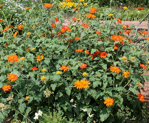 Tithonia rotundifolia - Изображение особи - Плантариум