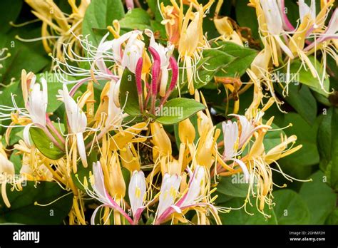Lonicera Japonica Var Chinensis Stock Photo Alamy