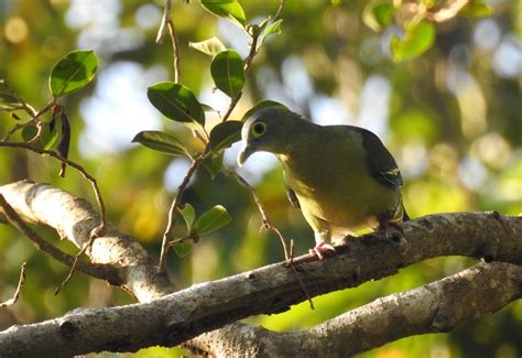 Selama Bulan Juni 2020 Terpantau 38 Jenis Burung Di Hutan Lindung