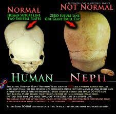 Nephilim | Nephilim, Human skull, Nephilim bones