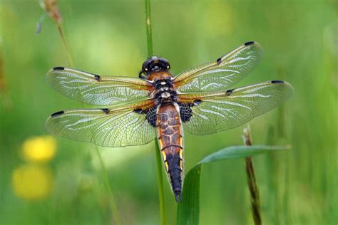 Libellula Quadrimaculata, a Very Beautiful Dragonfly with Iridescent Colors Stock Image - Image ...