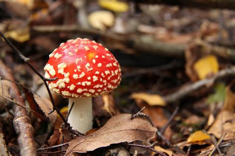 Free Photos Amanita Muscaria Poisonous Mushroom Sanyuhwa