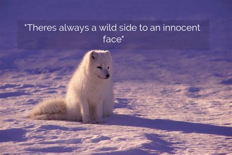 Theres Always A Wild Side To An Innocent Face Quote