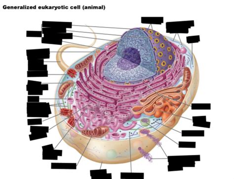 Eukaryotic Cell Animal Diagram Quizlet