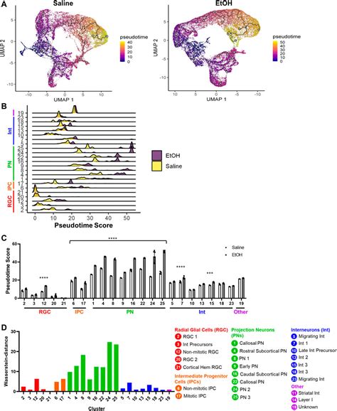 Frontiers Cell Type Specific Changes In Wnt Signaling And Neuronal