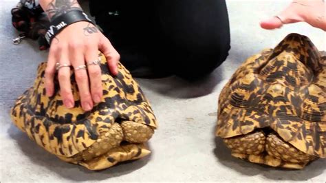 Female Leopard Tortoises At Lllreptile Youtube