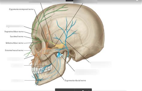 Trigeminal Nerve CN V Diagram Quizlet