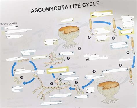 Ascomycota Life Cycle Diagram Quizlet