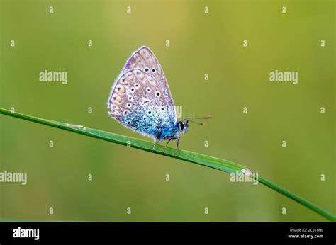 Phengaris Alcon The Alcon Blue Or Alcon Large Blue Stock Photo Alamy