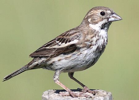 Lark Bunting - American Bird Conservancy