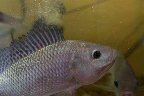 Nile Tilapia Oreochromis Niloticus En Acuario Imagen De Archivo Imagen De Fauna Grupo 271136509