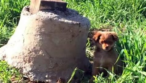 Après avoir commencé à sauver des chiots des défenseurs des droits des