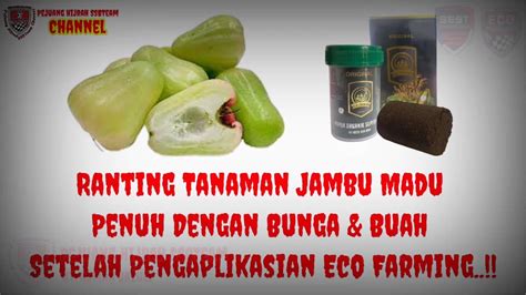 Ranting Tanaman Jambu Madu Penuh Dengan Bunga Buah Setelah Penggunaan