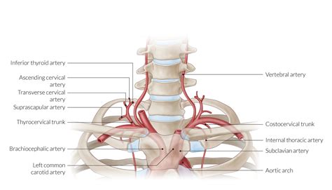 Costocervical Trunk