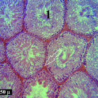 Histological Structure Of Rat Testis In Different Groups H E Note