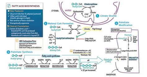 Fatty Acid Synthesis Process