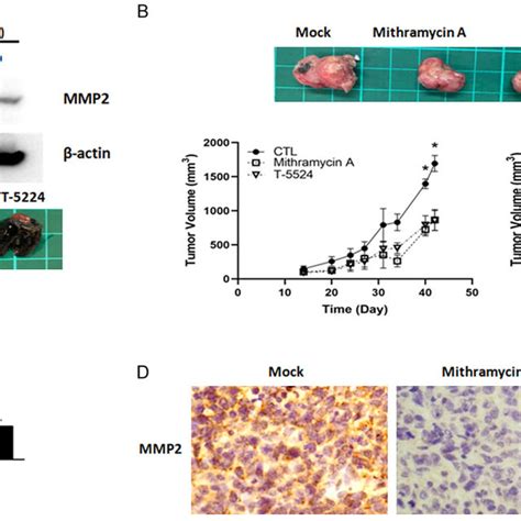 Treatment Of Mithramycin A And T Decreases Mmp Expression Lung