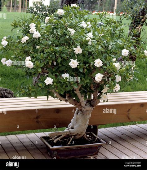 Potted Gardenia Tree