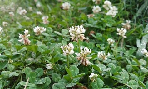 Clover Weeds | Atlas Turf