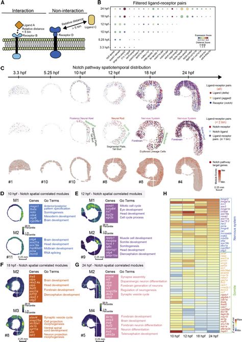 Spatiotemporal Mapping Of Gene Expression Landscapes And Developmental