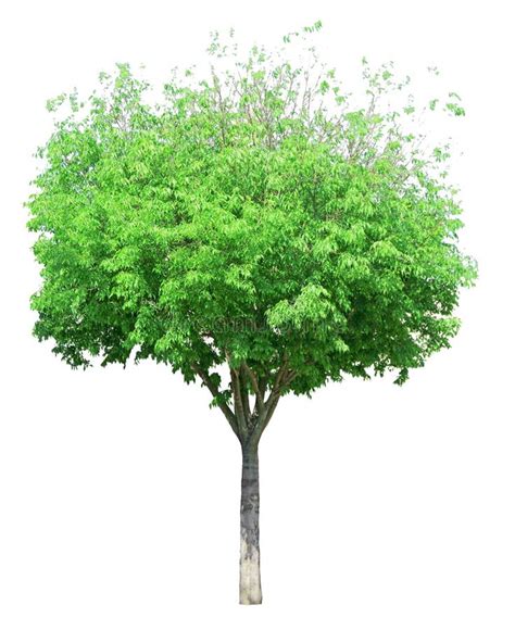 Árbol único Aislado Hojas De Color Verde Perenne En Fondo Blanco Con