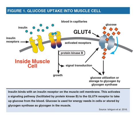 Exercise Glut4 And Skeletal Muscle Glucose Uptake