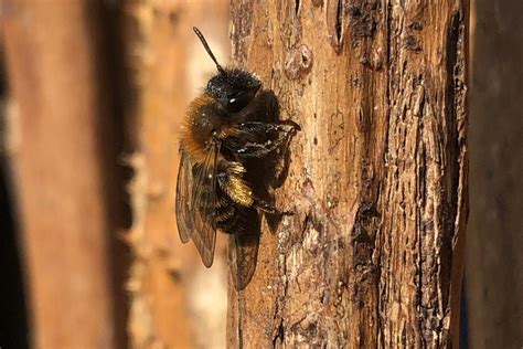 Weil Es Um Das Gro E Ganze Geht Bienenschutz Ist Gesundheitsschutz