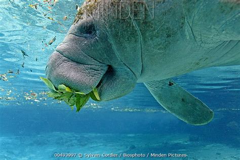 West Indian Manatee Stock Photo Minden Pictures