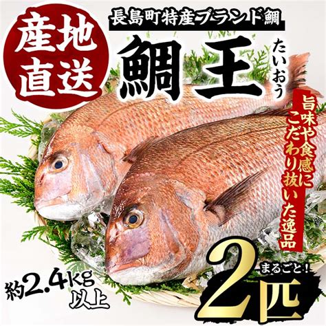 【楽天市場】【ふるさと納税】長島町特産「鯛王」2匹・約24kg国産 鹿児島県産 タイ たい 冷蔵 海鮮 海産物 魚介 ブランド 魚 養殖