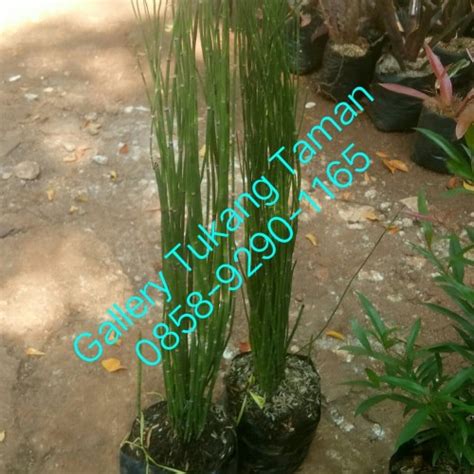 Jual Tanaman Hias Bambu Air Pohon Bambu Air Kab Bogor Gallery