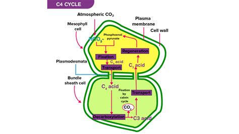 How Does The C4 Pathway Limit Photorespiration