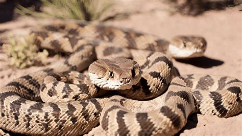 10 Different Types Of Rattlesnakes In California With Pictures