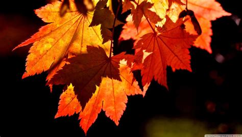 Autumn Leaves Desktop Wallpapers Top Free Autumn Leaves Desktop