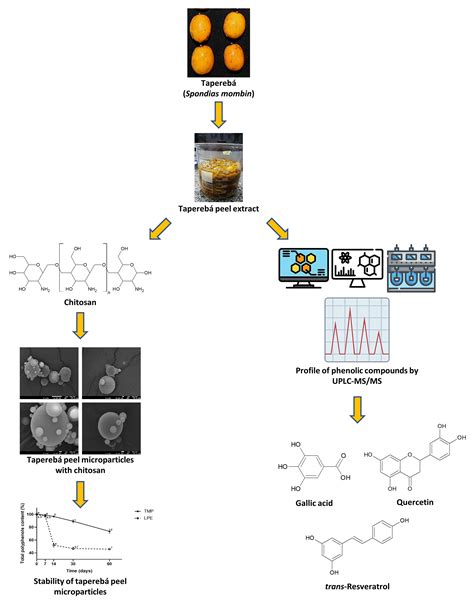 Molecules Free Full Text Phenolic Compound Profile By Uplc Ms Ms