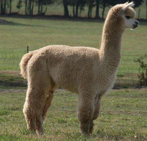 Greenfield Farms Alpacas Is An Alpaca Farm Located In Catlett Virginia