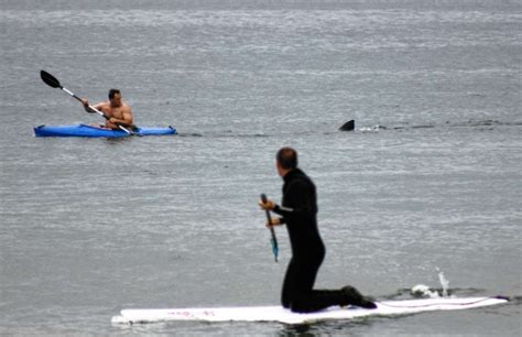 Shark Encounters Kayaker On Cape Cod Kayak Daves