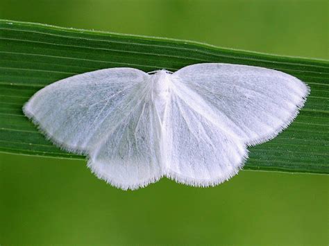 White Spring Moth Project Noah